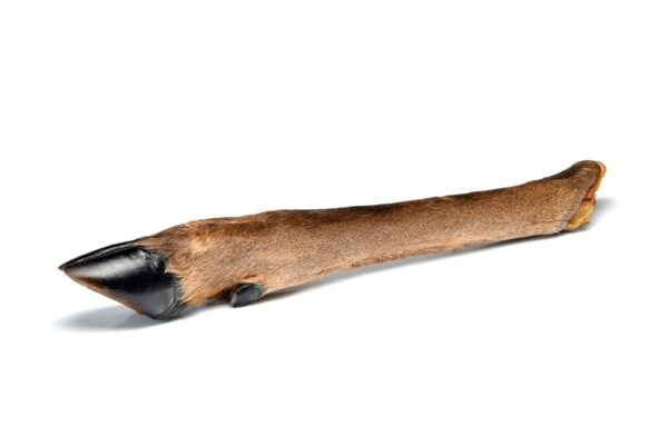 Hairy Deer Leg