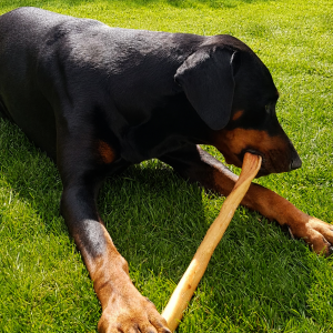 Giant Pork Roll Dog Treat 50cm