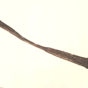 Giant Beef Biltong 50cm