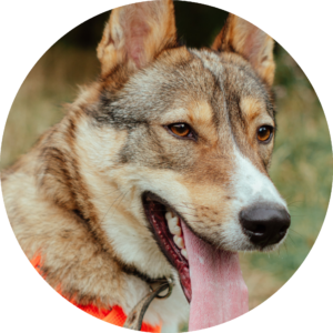 Antlers & Horns for Dogs – Long Lasting Natural Chews