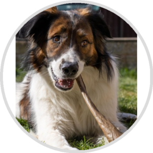 Beef Dog Treats & Chews