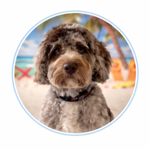 Duck Dog Treats & Chews