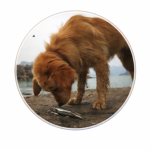 Fish Dog Treats & Chews – Natural & Omega-Rich