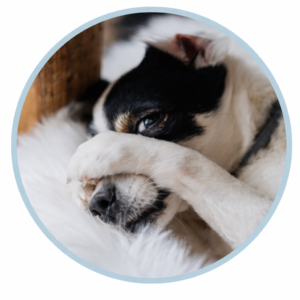 Grain Free Dog Treats & Chews