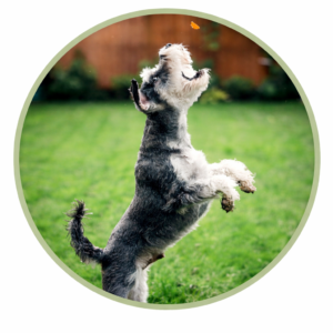 High Protein Dog Treats & Chews