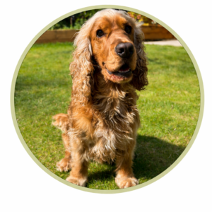 Hypoallergenic Dog Treats & Chews