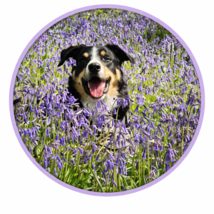 Kangaroo Dog Treats & Chews