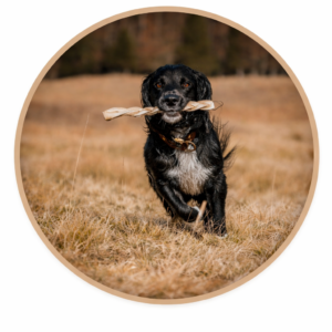 Lamb Dog Treats & Chews