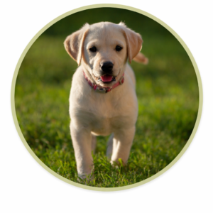 Low Fat Dog Treats & Chews