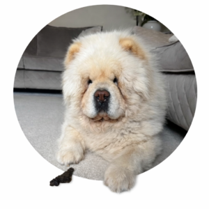 Natural Dog Gifts – Treat Boxes & Bags for Dogs