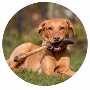 Deer/Venison Dog Treats & Chews