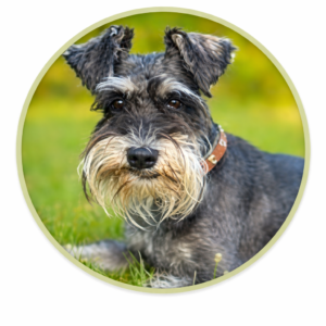 Ostrich Dog Treats & Chews