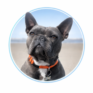 Pork/Boar Dog Treats & Chews