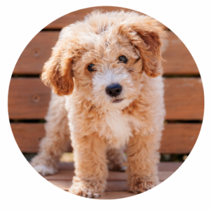 Dog Treats – Natural & Tasty Rewards