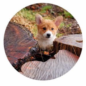 Veggie Dog Treats – Natural & Healthy Snacks