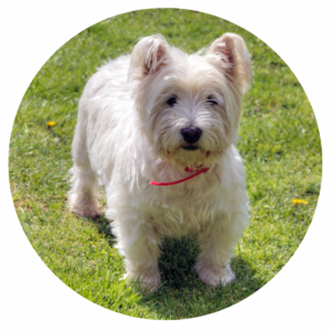 Camel Dog Treats & Chews