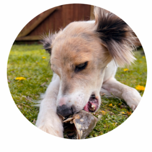 Bones for Dogs – Natural Chews for Dental Health