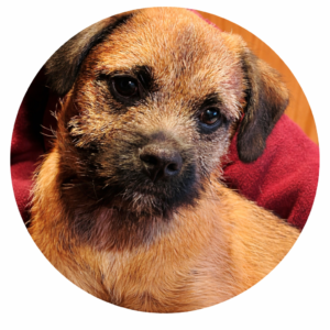 Freeze Dried Dog Treats