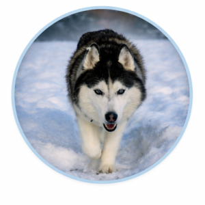 Sausage, Burgers & Grills for Dogs – Natural Meaty Treats